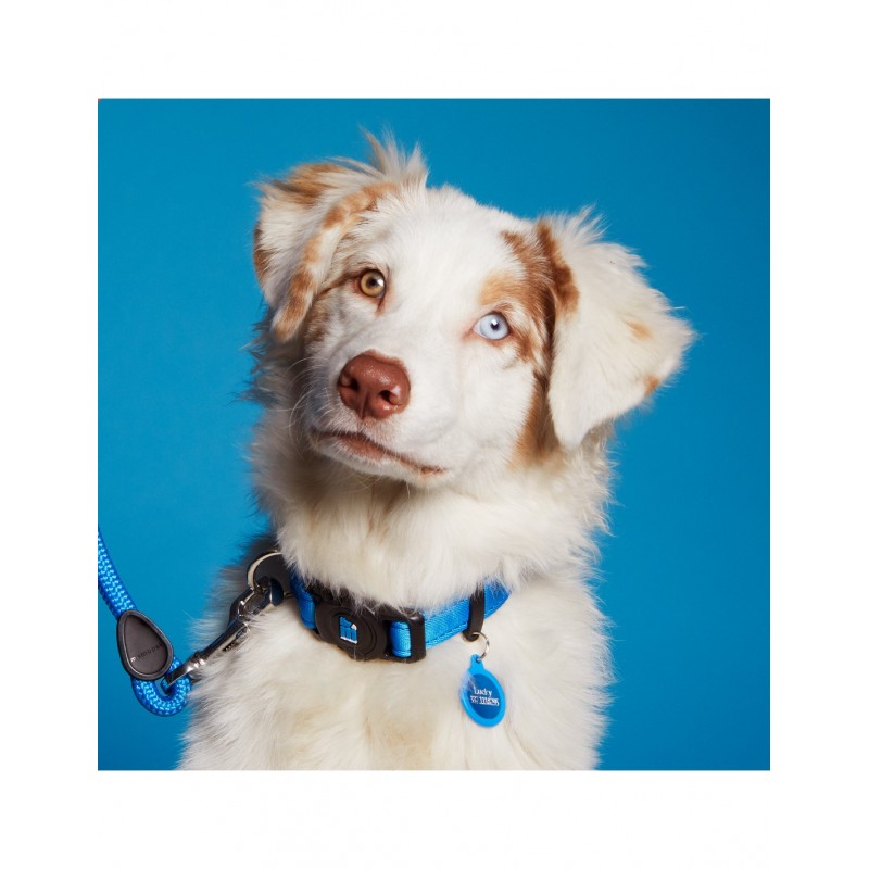 Collar Memopet NFC Azul - Imagen 2