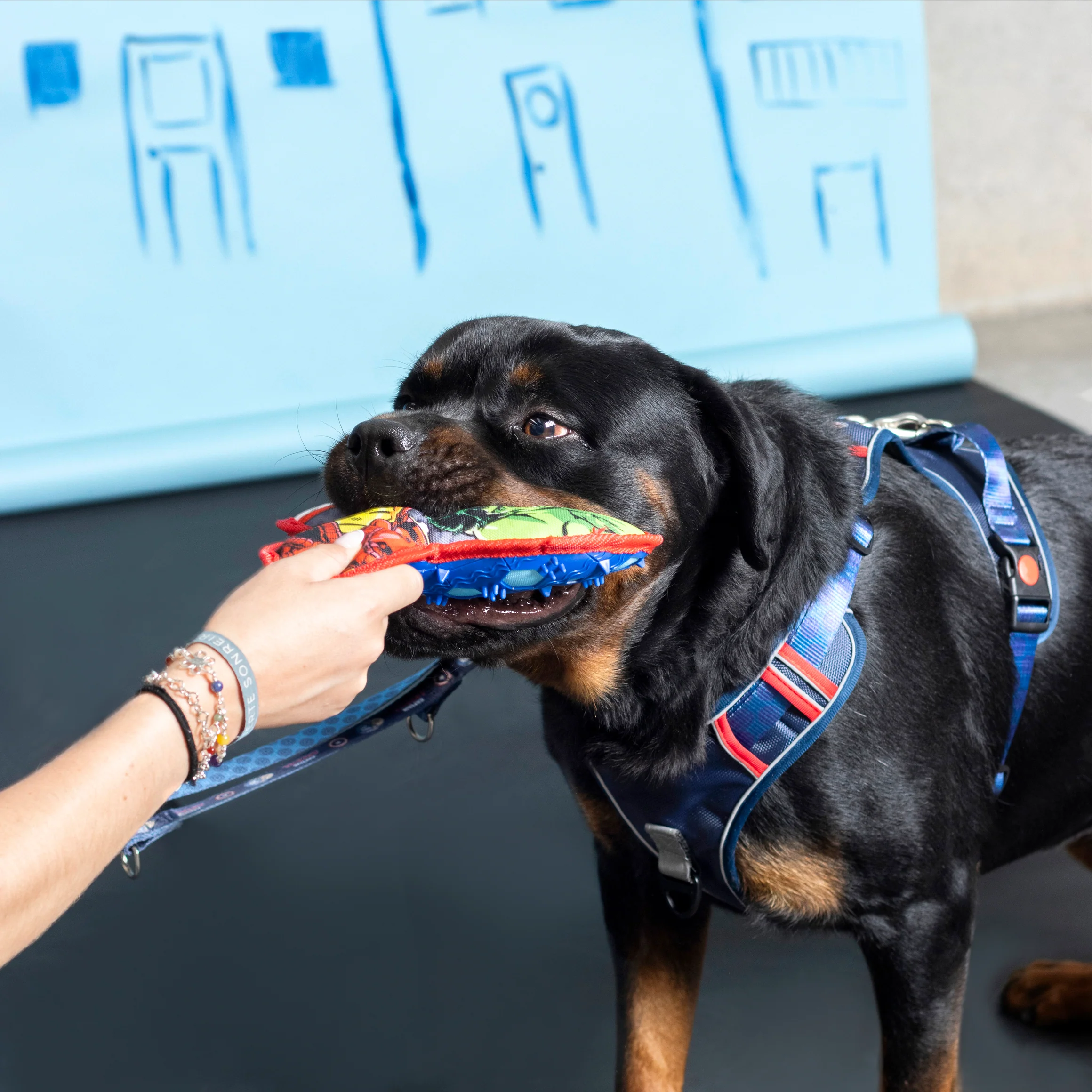 Mordedor TPR para perros - Marvel - Imagen 7