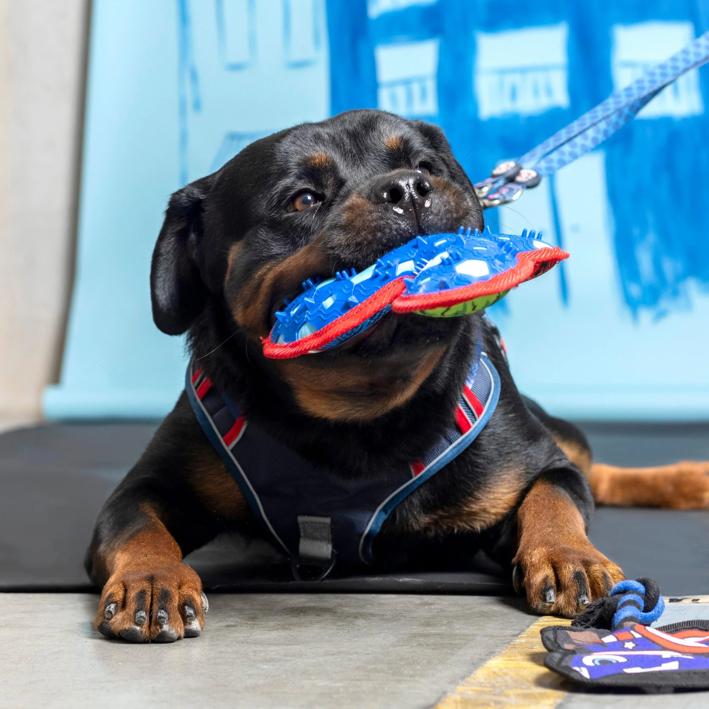 Mordedor TPR para perros - Marvel - Imagen 8