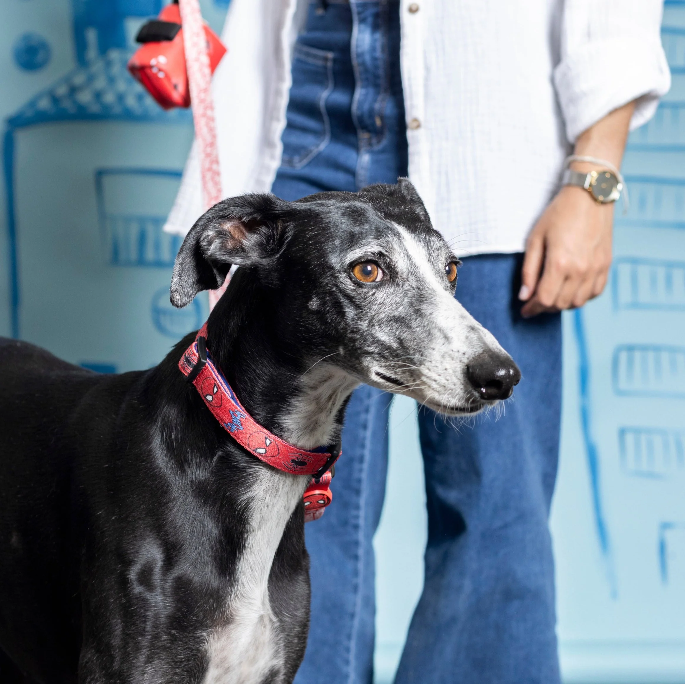 Pack Arnés, Collar y Correa - Spiderman - Imagen 5