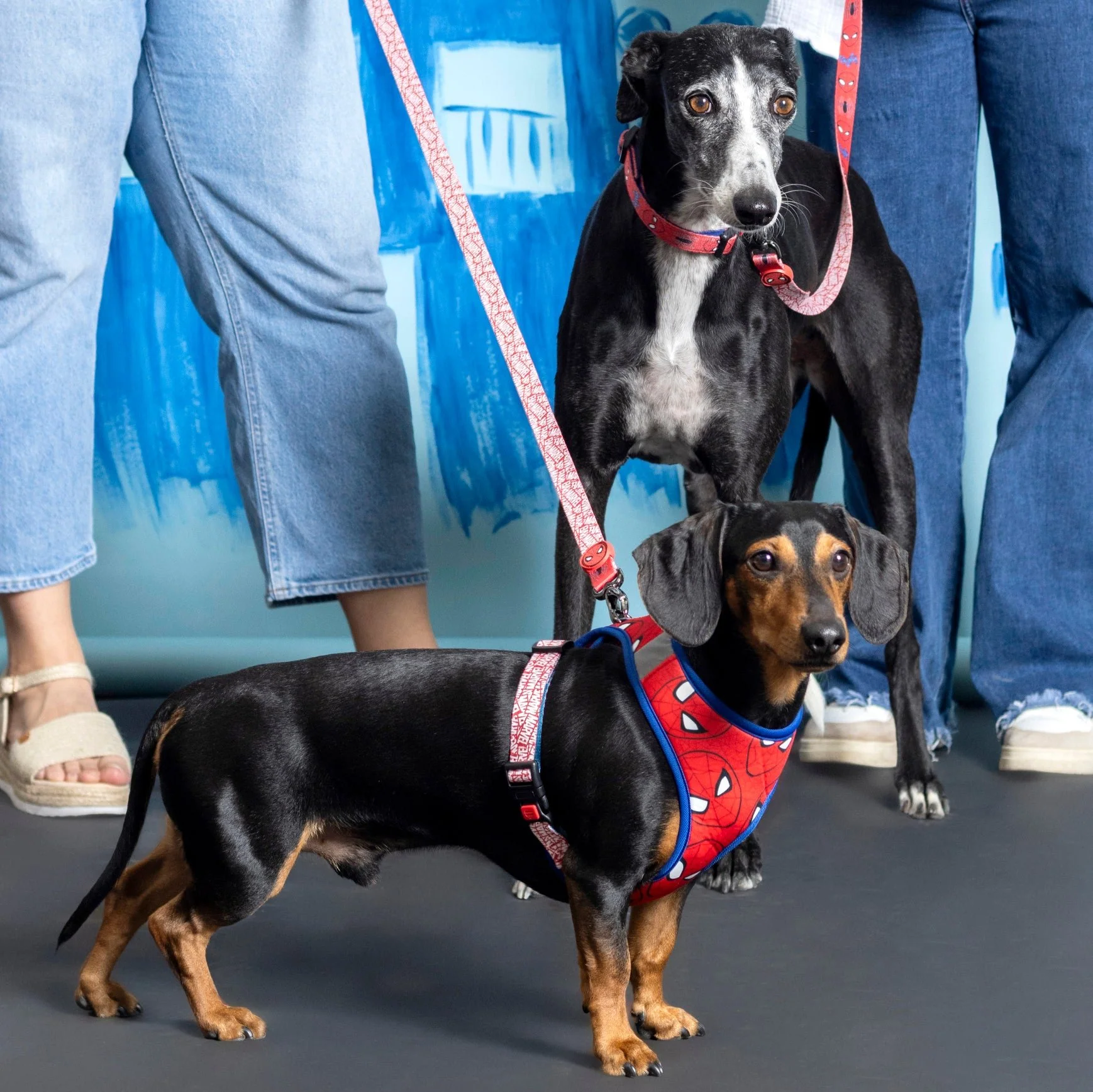 Pack Arnés, Collar y Correa - Spiderman - Imagen 4