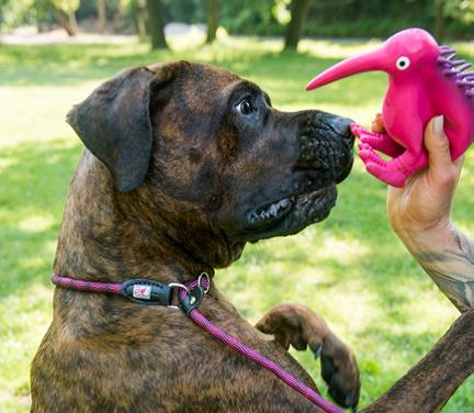 Kiwi Leash todo en uno correa para perro 5 Modelos - Imagen 4