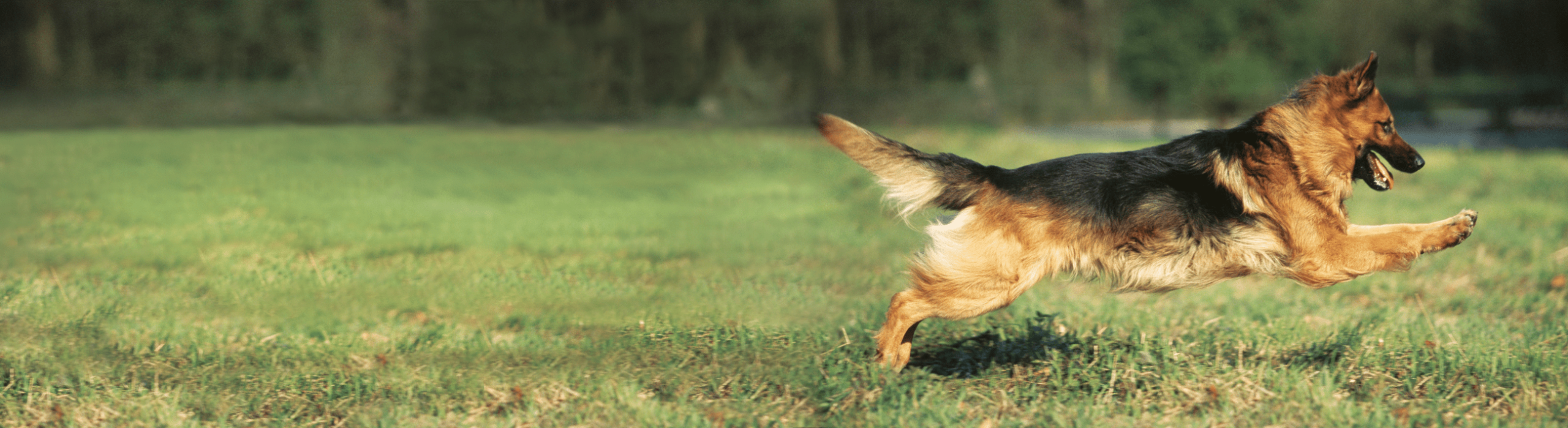 Brit Premium By Nature Adult Large para perros - Imagen 8