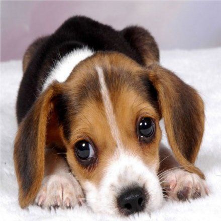 Brit Premium By Nature Junior Medium pienso para perros - Imagen 4