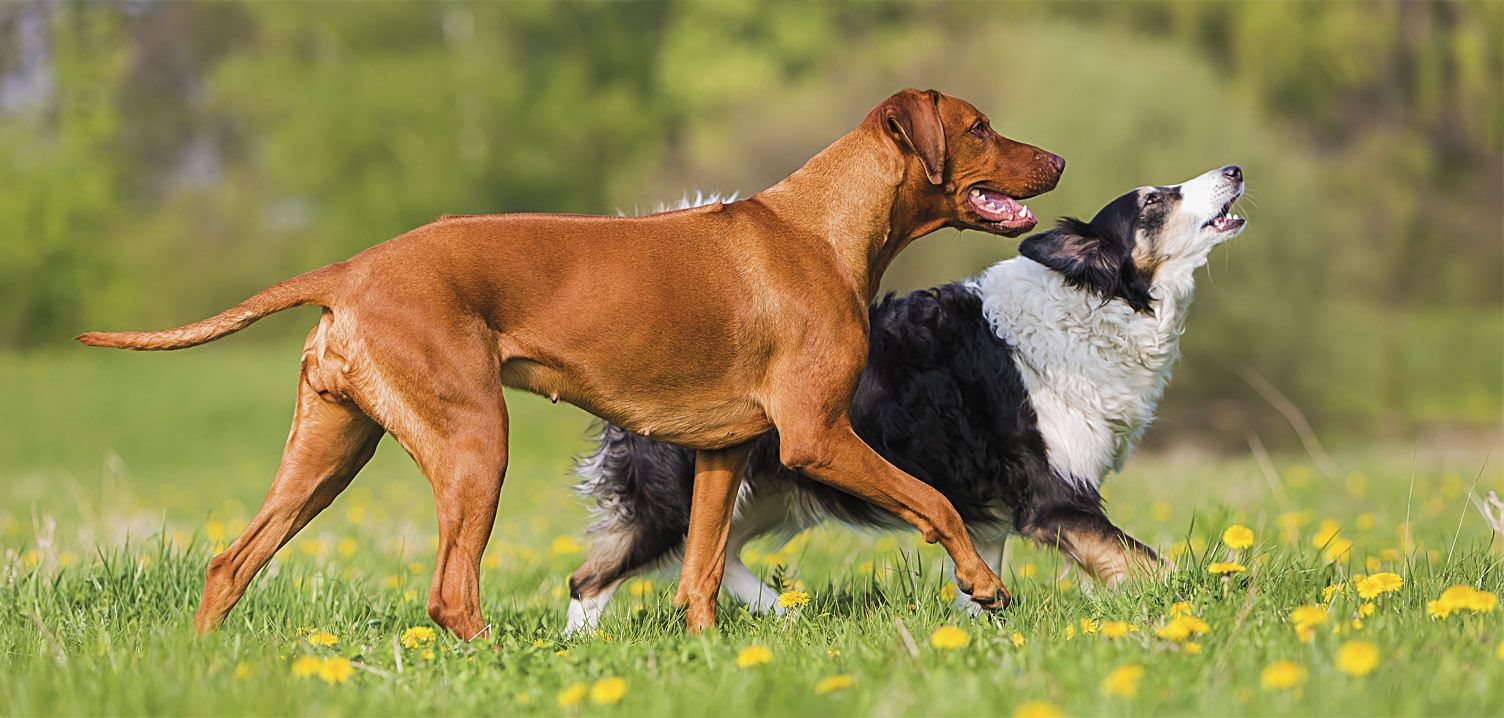 Brit Premium By Nature Adult Large para perros - Imagen 2