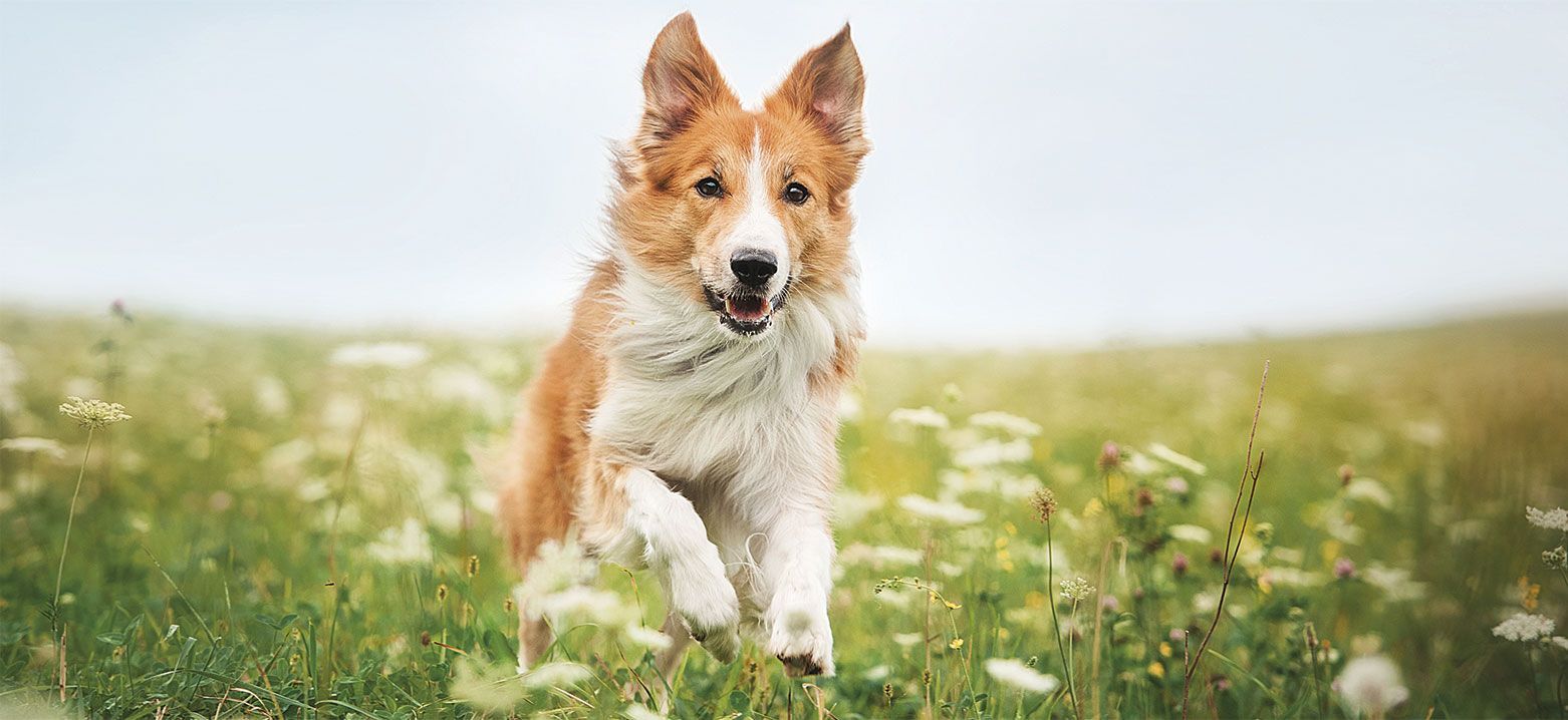 Brit Premium By Nature Junior Medium pienso para perros - Imagen 5